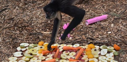 Wielkie święto w ZOO. Colombo obchodził 17. urodziny!