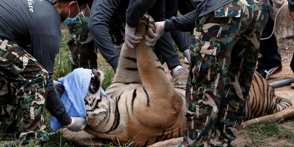 Martwe szczenięta tygrysa znaleziono w Światyni Tygrysów w świątyni Luangta Bua Yansampanno