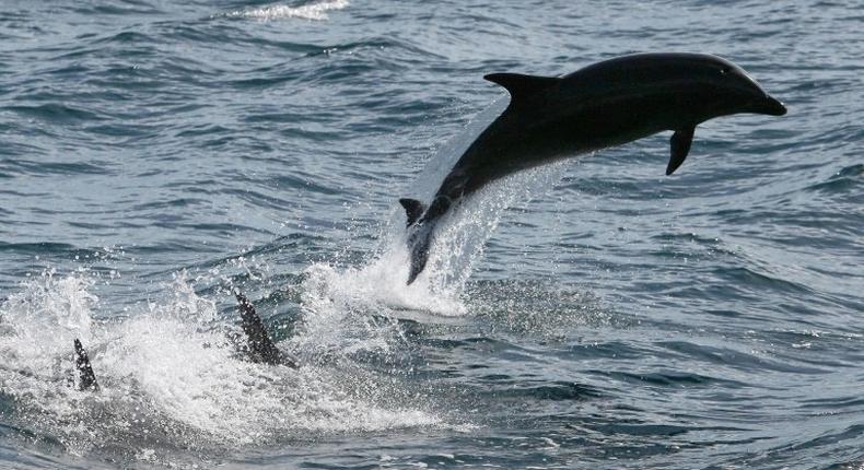 In Morocco's northern port city of Al-Hoceima, fishermen are clamouring for state support for a struggling sector which they say is under attack from dolphins