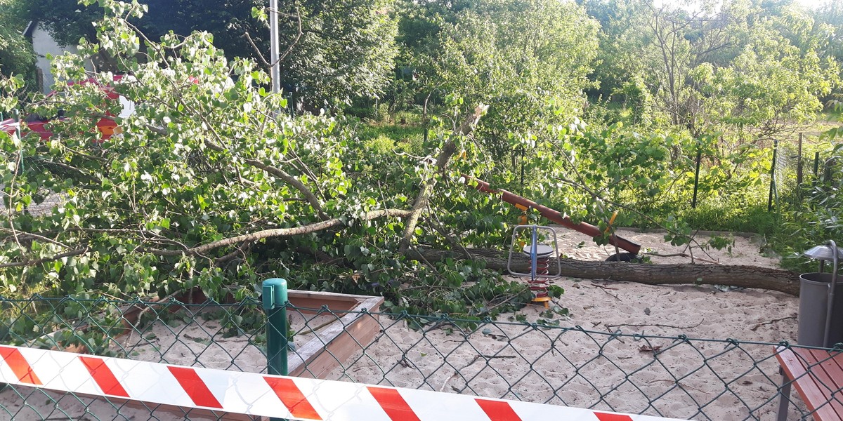 Tragedia na placu zabaw. Drzewo runęło na dzieci