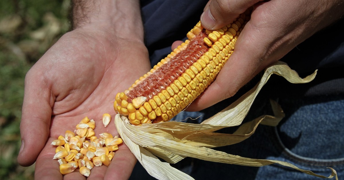 Embargo na rosyjskie nawozy pobudzi polską agronaukę. "Polscy rolnicy nadrabiają zaległości" [wywiad]