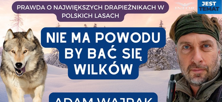 Dlaczego ludzie boją się wilków? "Przyprawialiśmy im mordę przez setki lat" [WYWIAD]