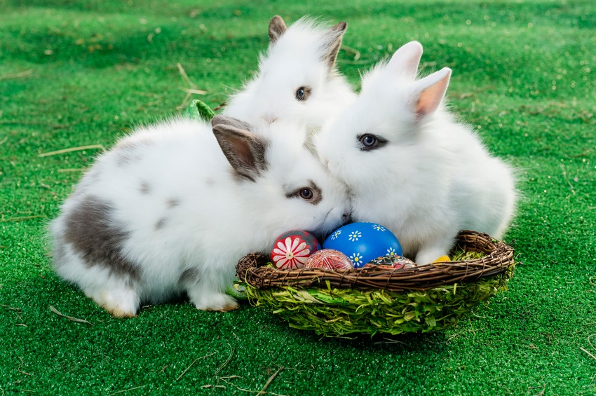 Zec je simbol obnove života