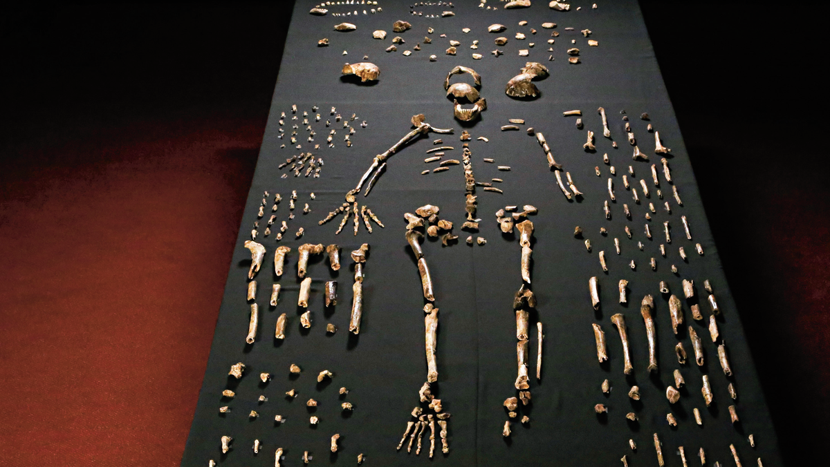 homo naledi