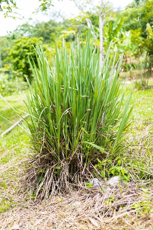 Trawa cytrynowa - roślina odstraszająca komary