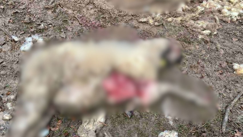 u naselju Hisardžik psi lutalice ubili četiri ovce