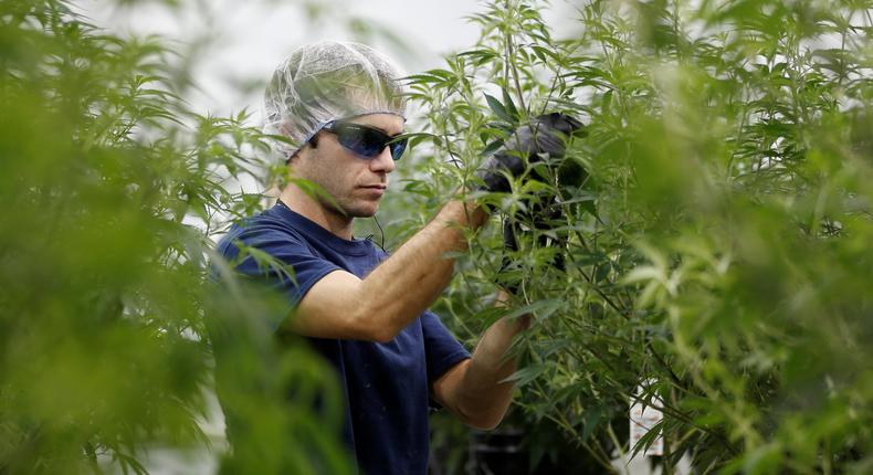 A worker collects cuttings from a marijuana plant at the Canopy Growth Corporation facility in Smiths Falls, Ontario, Canada, January 4, 2018. Picture taken January 4, 2018.