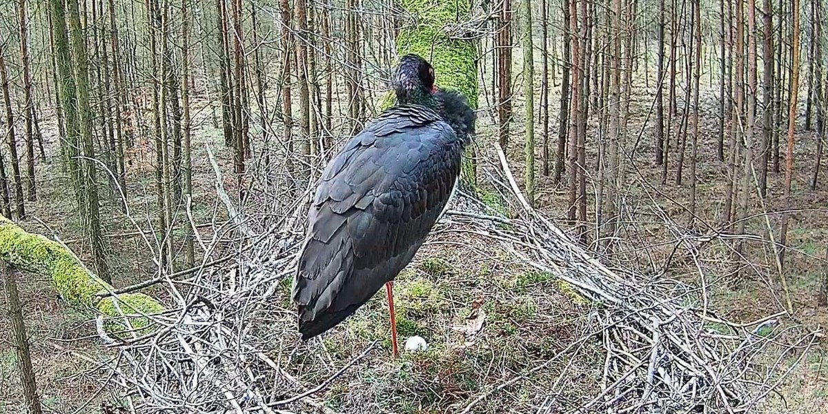 Bociany czarne spod Łodzi wróciły. Pierwsze jajo pojawiło się w Wielkanoc.