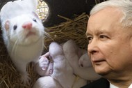 Prezes PiS Jarosław Kaczyński norki zwierzęta futerkowe kampania antyfutrzarska