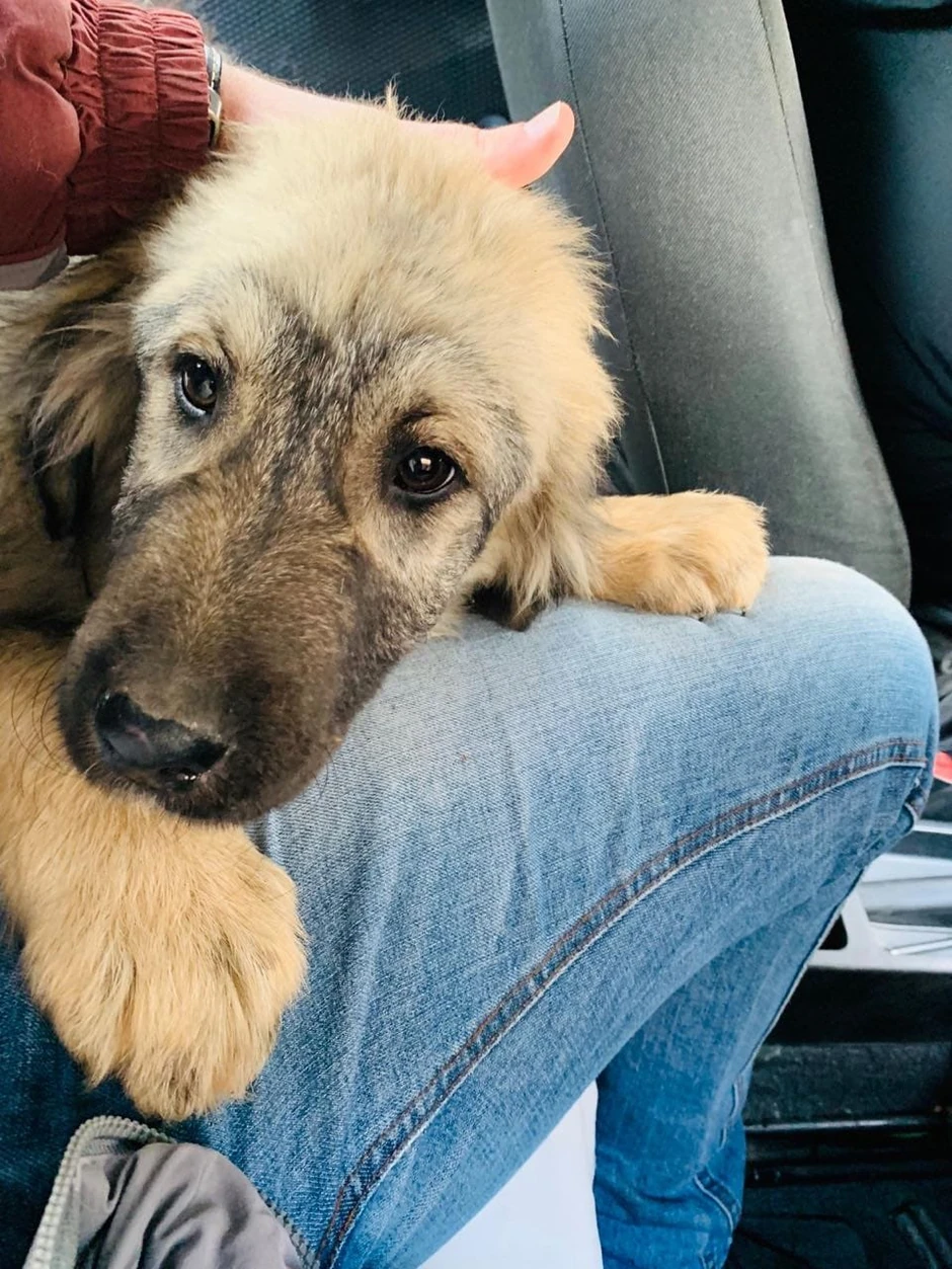 Tromesečno štene, dar predsednika Aleksandra Vučića ruskom predsedniku Putinu