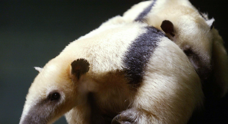 Salvador Dali owned a pet anteater — and you can too.