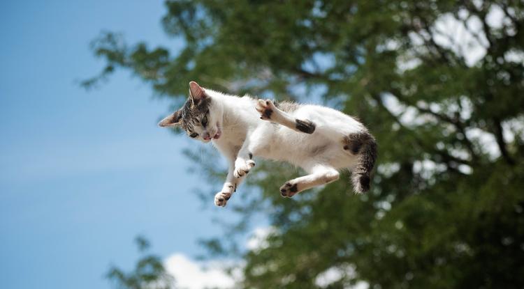 Mit tegyek a macskámmal, ha kizuhant az ablakon? Fotó: Getty Images