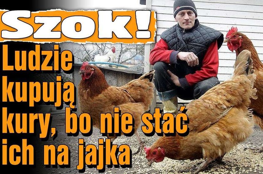 Szok! Ludzie kupują kury, bo nie stać ich na jajka