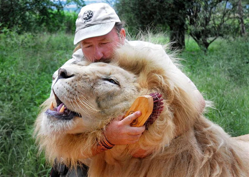 Uwielbia lwy, a one jego