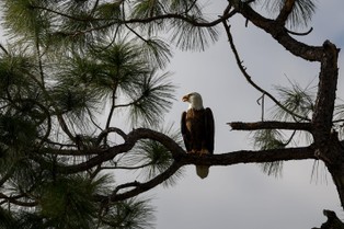 Ochrona zwierząt przed wyginięciem to również strategia klimatyczna
