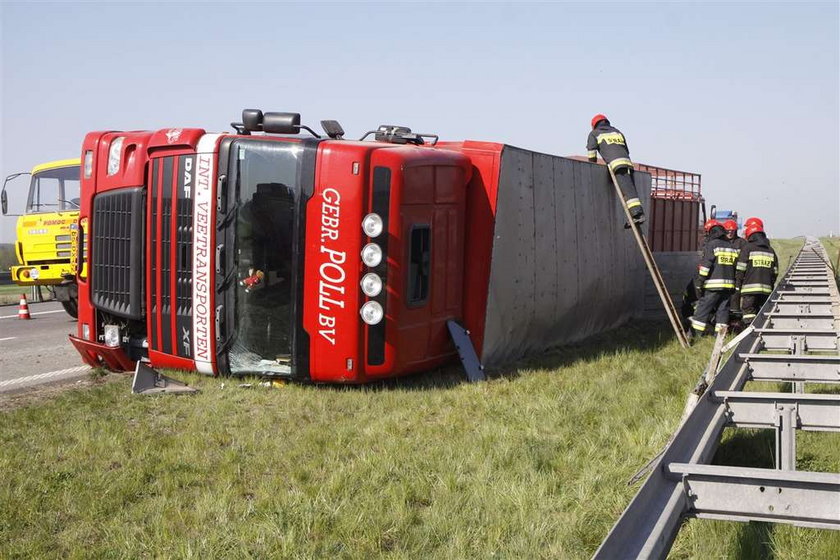 Masakra świń na autostradzie