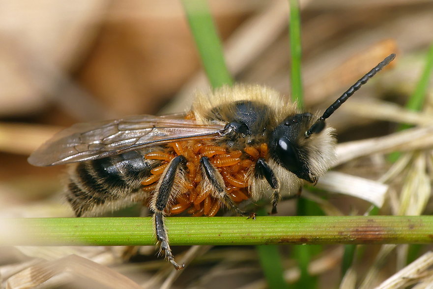 Larwa oleicy ma bardzo małe szanse, aby natrafić na odpowiedni rodzaj dzikiej pszczoły, gdy to osiągnie, wczepia się w jej włoski i razem z nią podróżuje do pszczelego gniazda