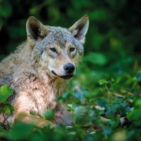 Farkas támadt egy hatéves gyerekre, és megpróbálta bevonszolni az erdőbe