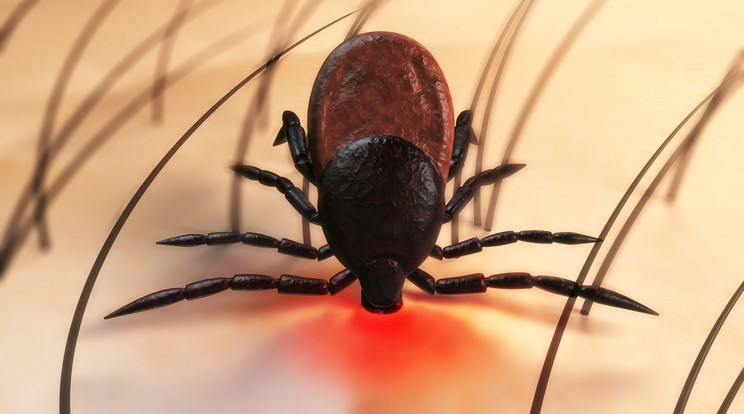 Ha korán észlelik a kullancscsípést, csökken a Lyme-kór kockázata / Fotó: profimedia