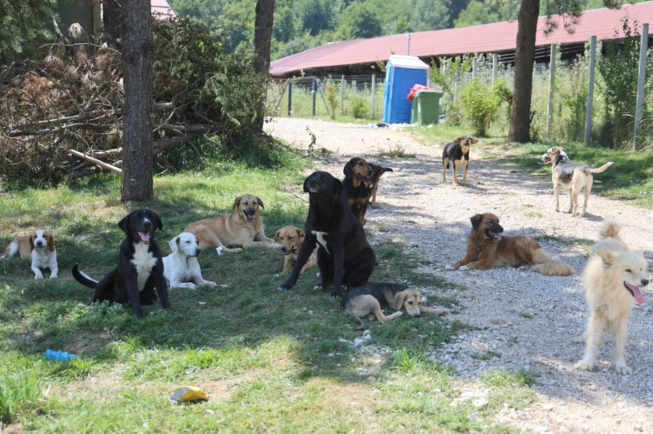 azil-za-pse-na-manjaci-08-scaled