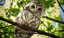 Słynny puszczyk Barry z Central Parku nie żyje. Fani załamani