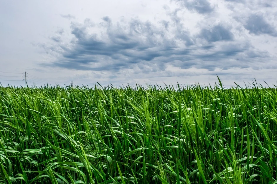 Žitno polje u Kramatorsku