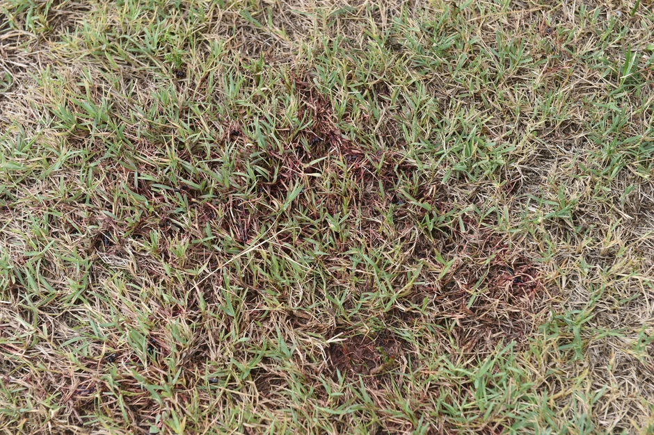 Tragovi krvi ostali su na travnjaku