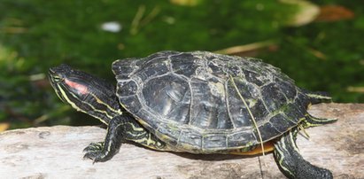 Żarłoczne żółwie opanowały Żoliborz