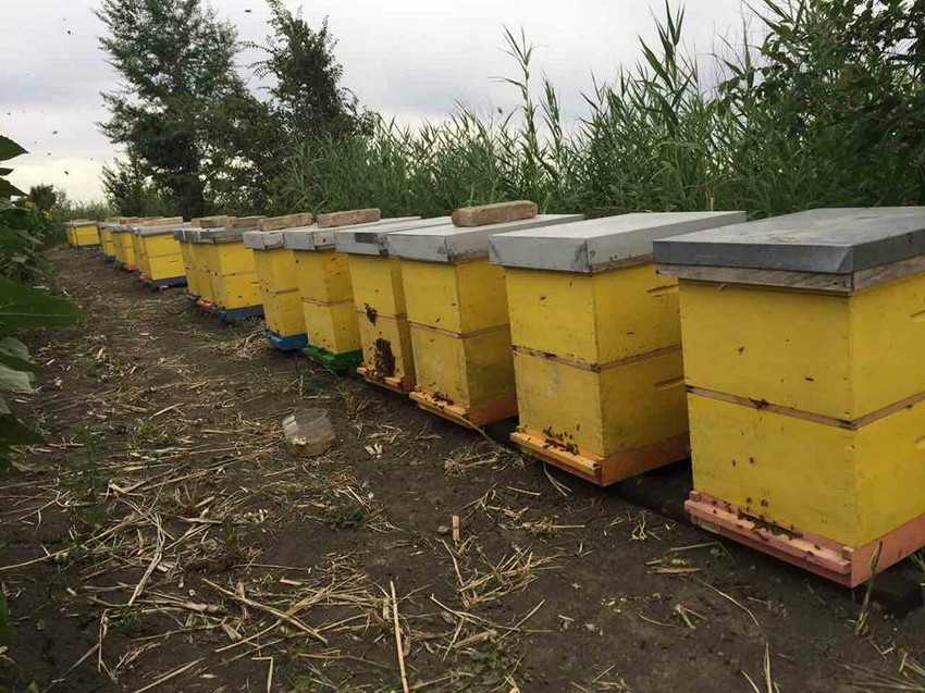 Ukradeno je 10 košnica