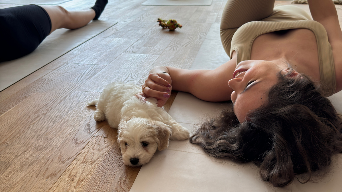 Nekünk isteni - de a kutyáknak is? Utánajártunk, mi történik a kisállatokkal a Puppy Yoga közben és után 