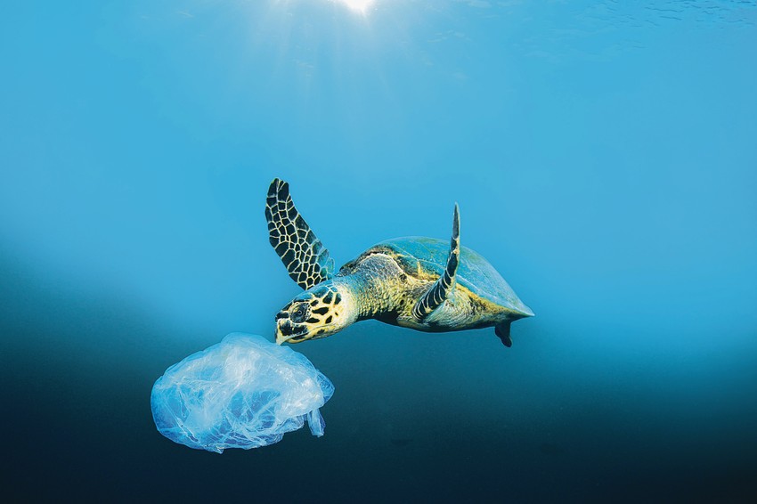 Zagađenje okeana, kornjača