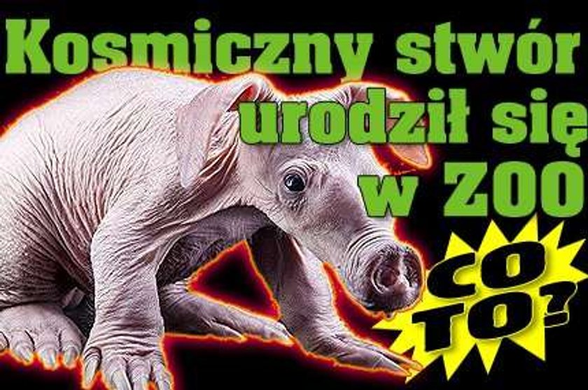 Kosmiczny stwór urodził się w ZOO. Co to?