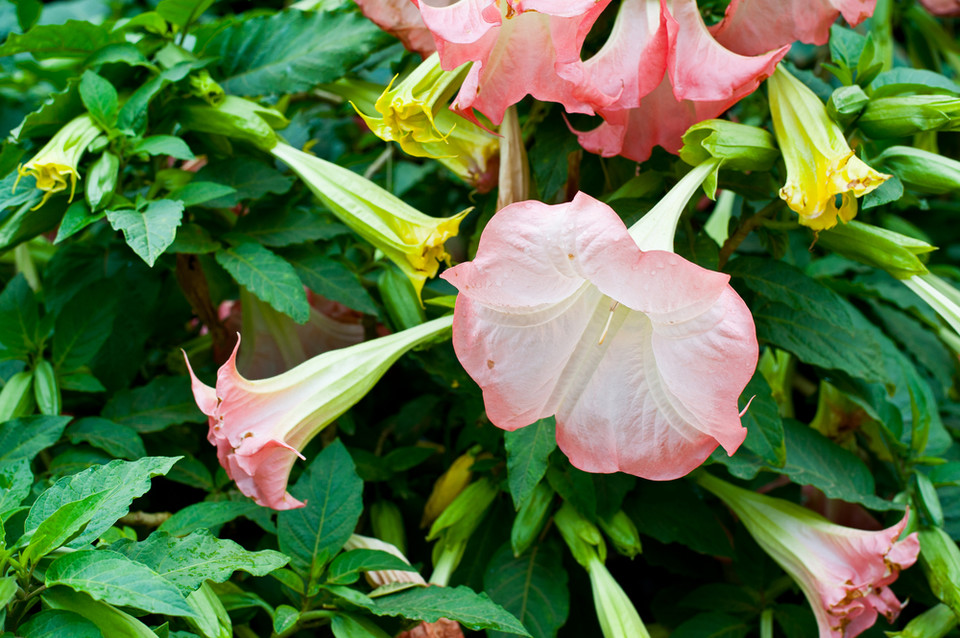 10. Bieluń dziędzierzawa (Datura stramonium) 