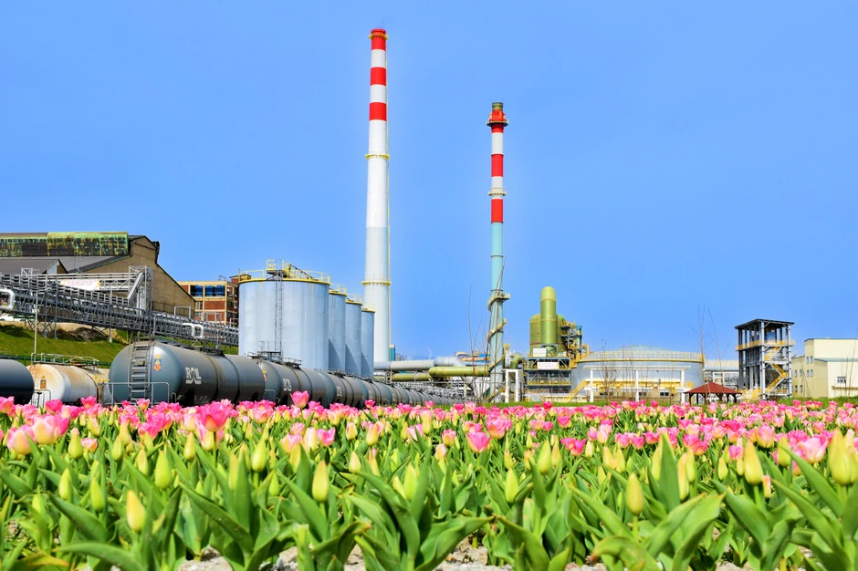 Cvet koji je promenio svet