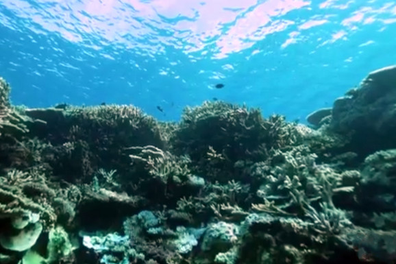 Koralni grebeni širom sveta su u problemu zbog globalnog zagrevanja: Ipak, jedna stvar može da ih spasi (VIDEO)