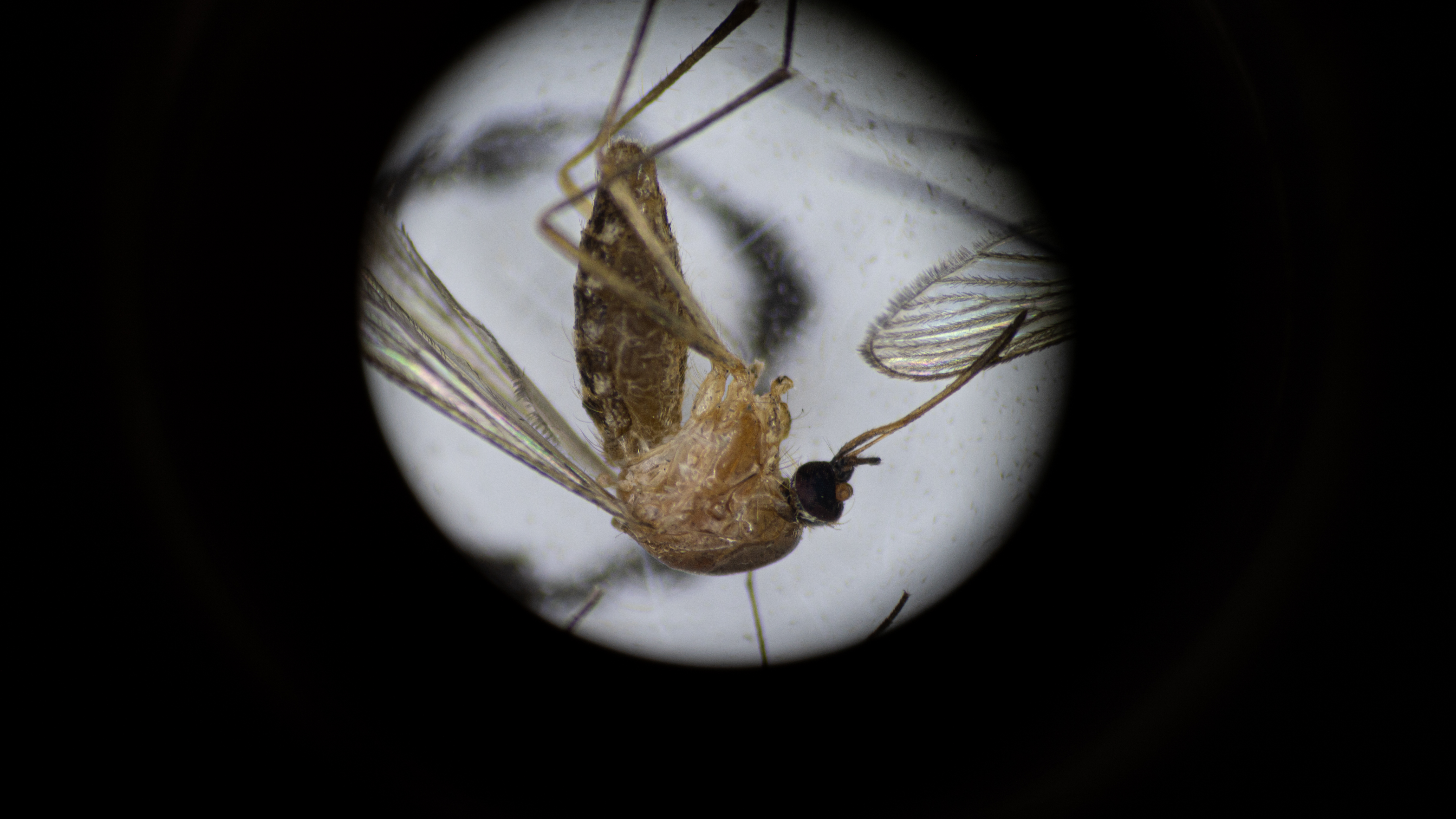 È allarme Dengue per focolaio autoctono in Italia: ecco dove