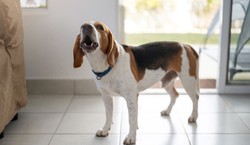 Właścicieli psów czekają zmiany? PiS chce znieść specjalny podatek. "Absurd"