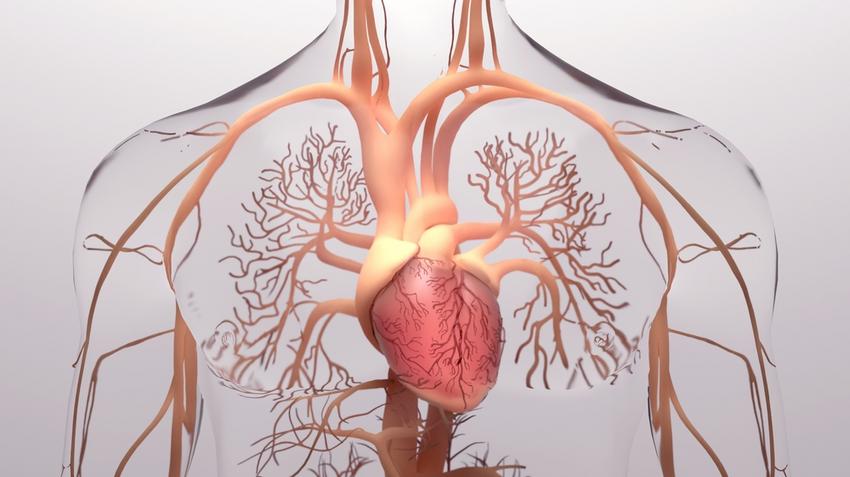 Tüdőgyulladás kezelése magas vérnyomás esetén, Tüdőgyulladás után a szívre is figyelni kell