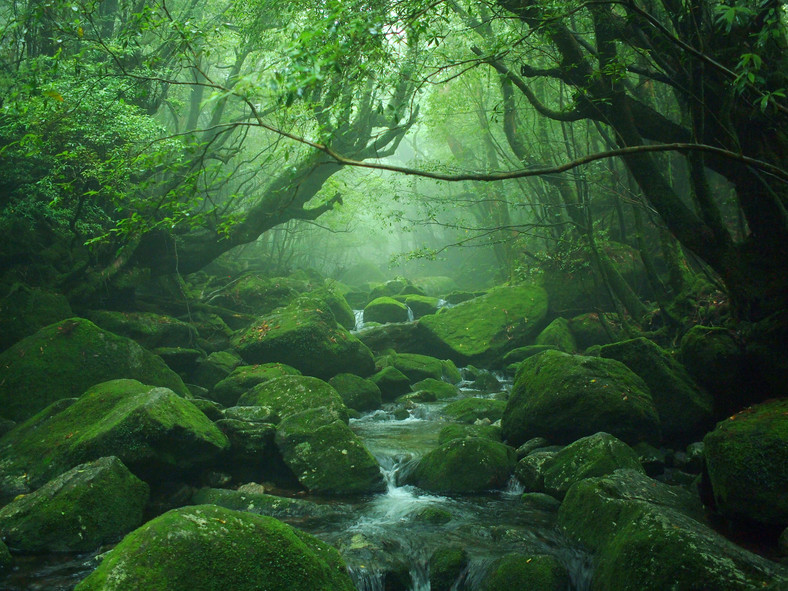 Wyspa Yakushima