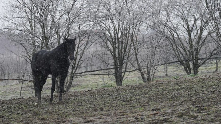 Tri prekrasna konja galopirala u Čačku