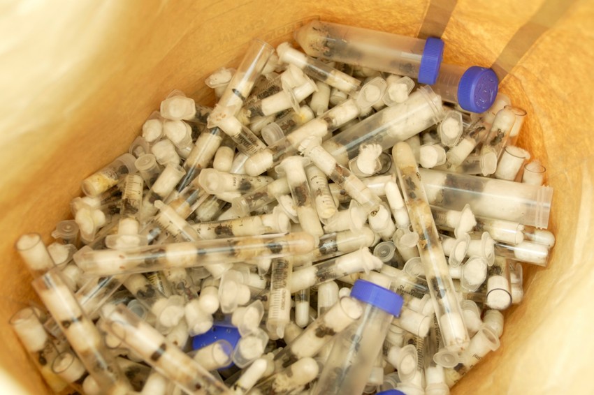 Matice mrava su od vitalnog značaja za svaku koloniju