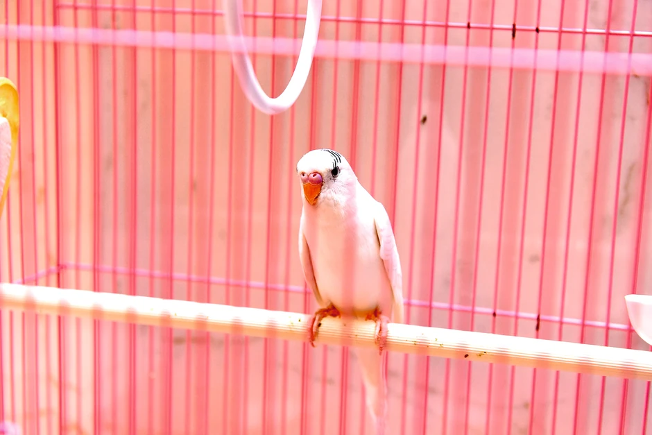 Dom Katarine Grujić