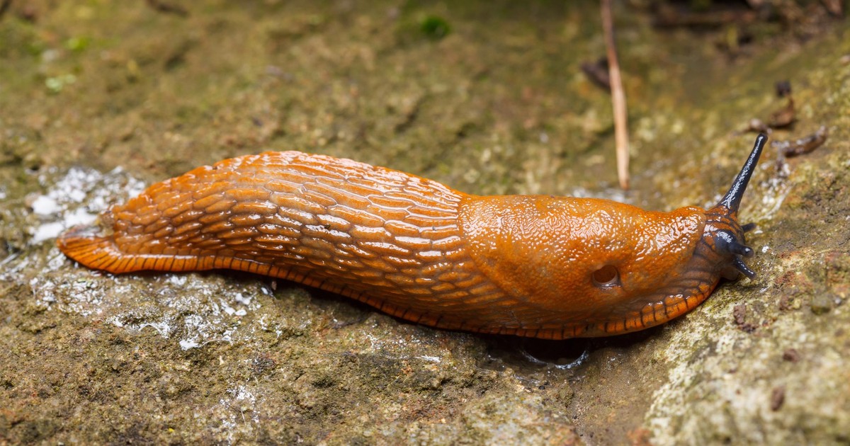 Znalazła to w kartonie mleka. Małe, oślizgłe i budzi odrazę, nikt by się tego tam nie spodziewał