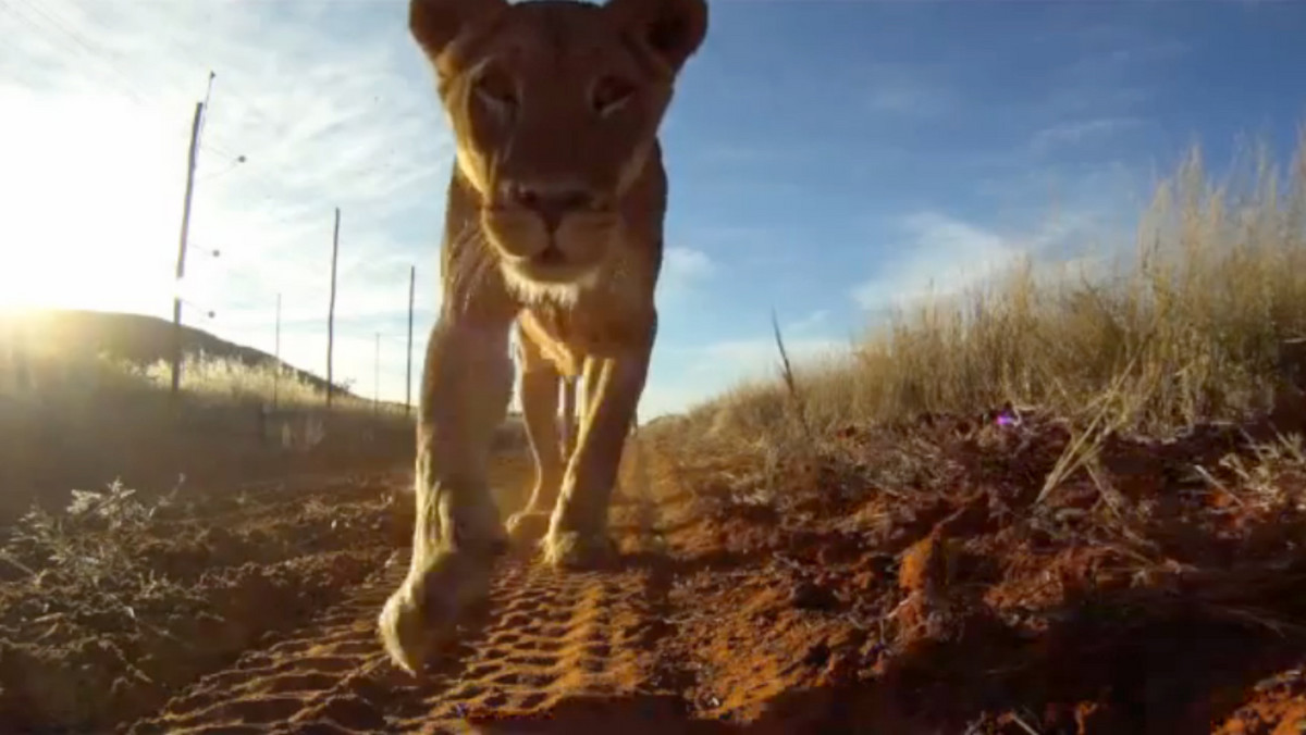 Dzięki temu, że lwica zainteresowała się kamerą pozostawioną na płocie rezerwatu i dzięki temu, że kamera przetrwała, dowiedzieliśmy się, co widzi człowiek, który zaraz zostanie pożarty. Zwierzę było bowiem na tyle zaintrygowane sprzętem, że lizało i podgryzało kamerę GoPro.
