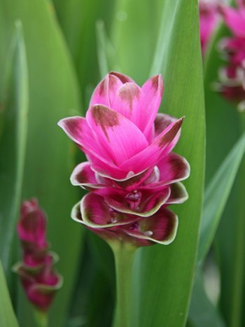 Curcuma alismatifolia