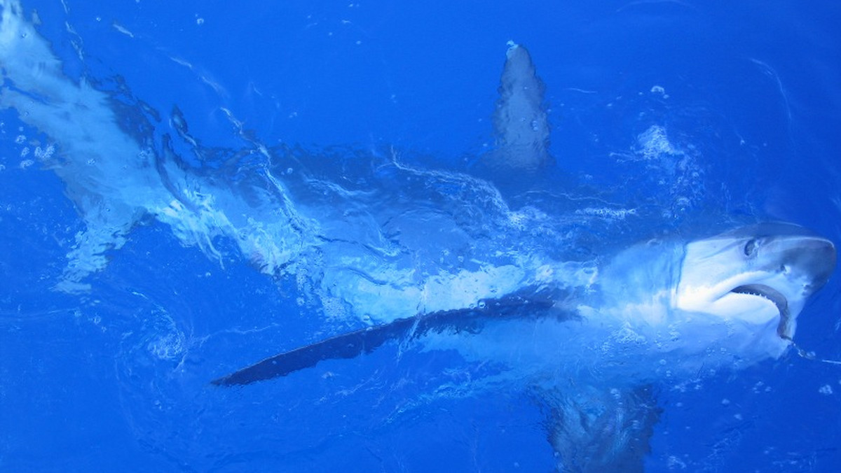 Prawie 300 martwych rekinów znaleziono na drodze w zachodnim Meksyku 240 km od morza. Tusze były wypatroszone i miały obcięte płetwy – informuje Fox News.
