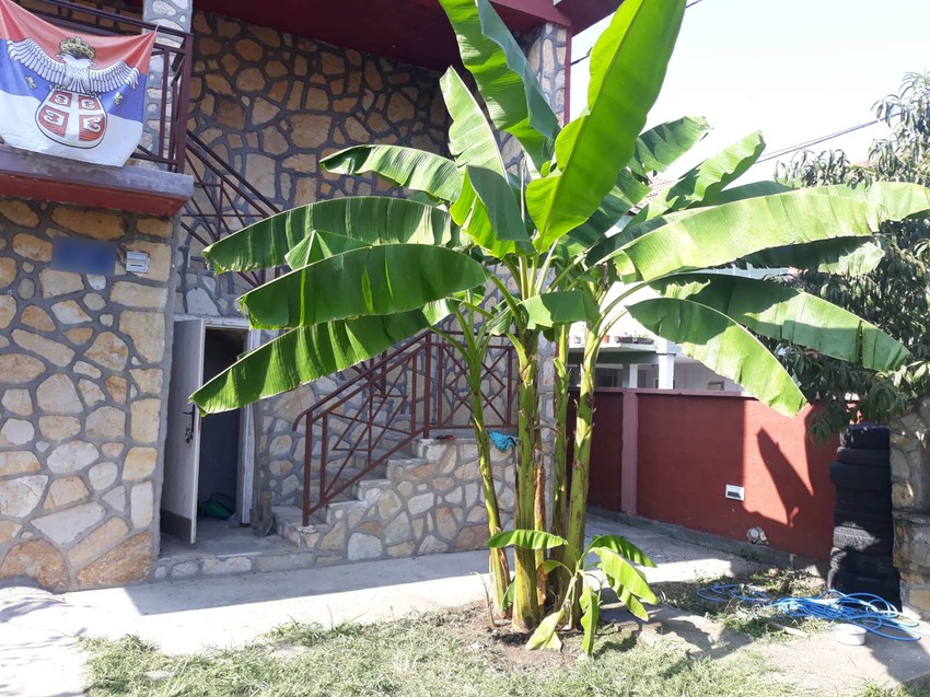 Prvo stablo banane koje su zasadili Lacmanovići