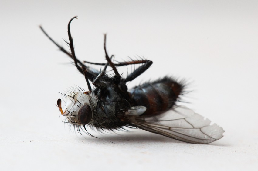 Ideal je da ostanemo zdravi do smrti