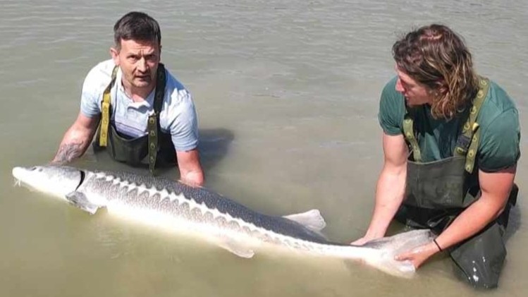 Óriási, 65 kilós tokhalat fogott a magyar horgász Bajánál: „Bődületes erővel tombolt” - itt vannak a fotók