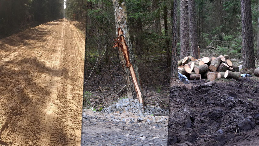 Rozjeżdżone drogi, pokaleczone drzewa i tłuczeń wysypany w ścisłym rezerwacie Puszczy Białowieskiej